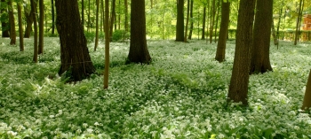 19277aab-9f69-435f-8f5a-839fe5b907f4